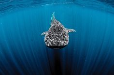 a whale swimming in the ocean with its head above the water's surface, looking up at the camera