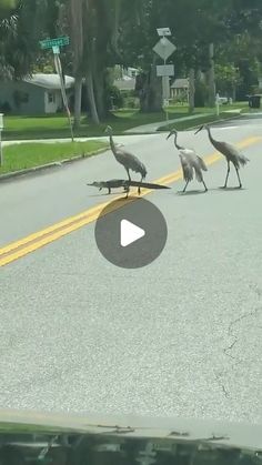 Miami Excursions on Instagram: "🐊🐦 Unlikely Duo: Gator and Great Blue Heron Cross the Street! 🌿🚶‍♂️  In a remarkable display of nature's unpredictability, we witnessed a fascinating sight today: a gator and a Great Blue Heron strolling side by side as they crossed the street! This extraordinary moment highlights the unique interactions that can occur in the wild, where two very different creatures share the same path, each moving with its own purpose and grace.  📸 Swipe to see the incredible photos of this unexpected pairing making their way across the road, a true testament to the wonders of wildlife coexistence.  🌳 Nature never ceases to amaze! Encounters like these remind us of the diverse and interconnected world we live in. Whether it's in the water or on land, these animals sho Miami Excursions, Different Creatures, Incredible Photos, Wild Animals Pictures, Great Blue Heron, Animal Behavior, Crocodiles, Cute Funny Dogs