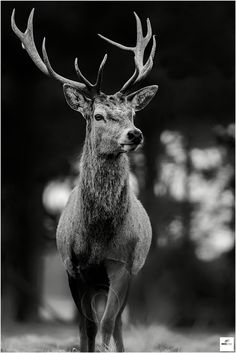 a black and white photo of a deer with antlers