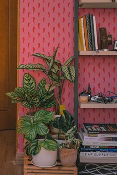 two houseplants in front of a pink wall