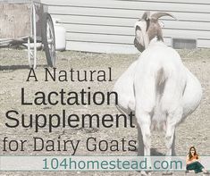 Milk Money is an herbal goat treat that offers lactation support for those that aren't milking well due to illness, a bad birthing, or some other reason. Homesteading Animals, Female Goat, Goat Care, Hoof Care, Dairy Goats, Goat Farming, Baby Goats, Hobby Farms