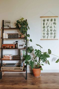 a houseplant is sitting on a shelf next to a potted plant and bookshelf