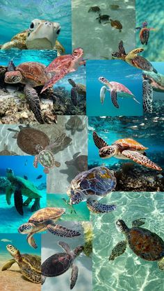 many different pictures of sea turtles swimming in the ocean