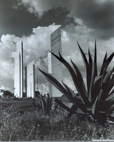 black and white photograph of tall buildings in the distance with plants growing out of the ground