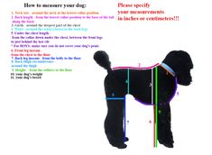 a black poodle standing on top of a white floor next to a poster that says how to measure your dog