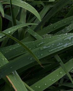 the grass is covered with water droplets and has long green stalks in front of it