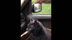 a cat sitting in the driver's seat of a car looking at its rear view mirror