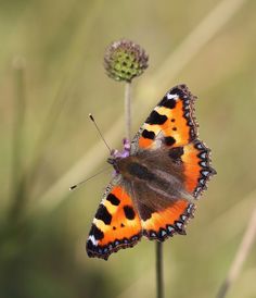 an orange and black butterfly sitting on top of a flower