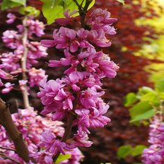 purple flowers are blooming on the tree