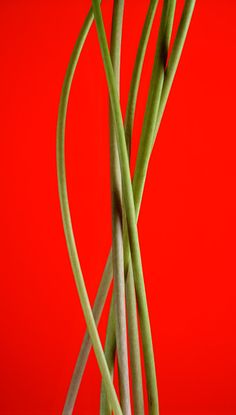 some green stems in a white vase on a red background