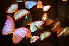 many pink and white butterflies flying in the air