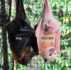 two bats hanging upside down on a fence with the caption me also me above them