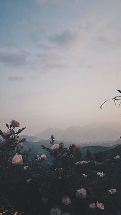 flowers in the foreground with mountains in the background