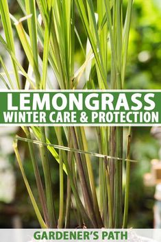 lemongrass winter care and protection from gardener's path, with text overlay