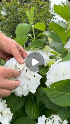 ANDREW STARK on Instagram: "PERFECT HYDRANGEAS - follow these key points and your hydrangeas will be the best you’ve ever had #andrewstark #andrewstarkgardens #andrewstarkgardendesign #gardendesign #gardendesignmelbourne #hedges #topiary #pruning #gardenreno #gardenrenovation #gardenlovers #hydrangeas #hydrangea #hydrangealove as"