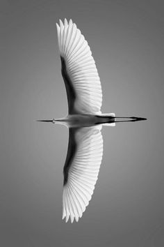 a white bird flying in the sky with its wings spread and it's reflection in the water