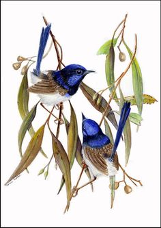 two blue birds sitting on top of a tree branch