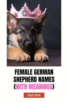 a german shepherd puppy with a pink crown on it's head is looking at the camera