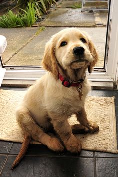 a brown dog sitting on top of a rug next to a door