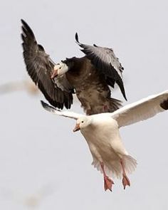 two birds flying in the air with their wings spread out and one bird has it's beak open