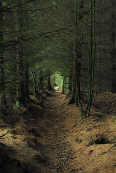 a dirt path in the middle of a forest