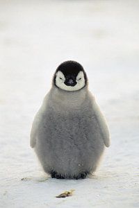 a small penguin standing in the snow with its eyes closed and it's head turned to the side