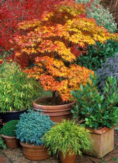 many different types of plants in pots on the ground with red and yellow leaves behind them