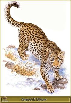 a painting of a leopard walking in the snow with grass and rocks around its feet