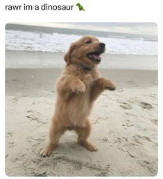 a brown dog standing on its hind legs in the sand with his paw up and it's mouth open