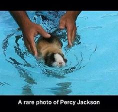 a ferret in the water being held up by someone's hand with caption that reads, a rare photo of percy jackson