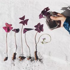 three flowers are being held in front of each other by someone's hand, with dirt on the ground