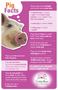 the pig fact card has an image of a pig's face