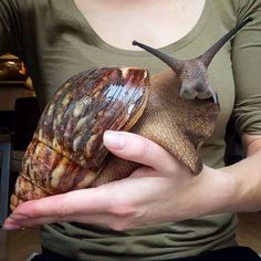 a person holding a snail in their hands