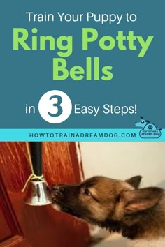 a dog sniffing the side of a door with text overlay reading train your puppy to ring potty bells in 3 easy steps