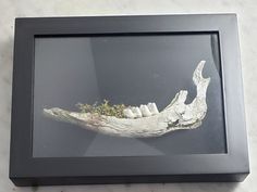 an image of a fake alligator's teeth on display in a black box frame