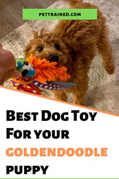 Goldendoodle puppy pulling on a toy held by a human hand. Image is branded Pet Trained Dot Com. The title of the image is Best dog toy for Goldendoodle puppy. Playful Animals, Puppy Toys, Goldendoodle Puppies, Best Dog Toys, Dog Ideas, Best Toys, Goldendoodle Puppy