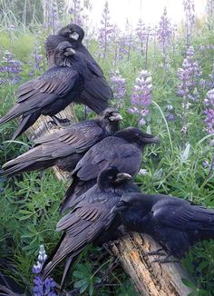 four black birds sitting on top of a log in the middle of a flower filled field