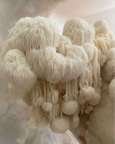 some white mushrooms are growing on the side of a wall