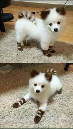 a small white and brown dog standing on top of a rug