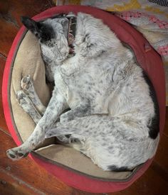 a dog is curled up in his bed on the floor