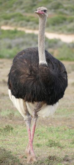 an ostrich is standing in the grass