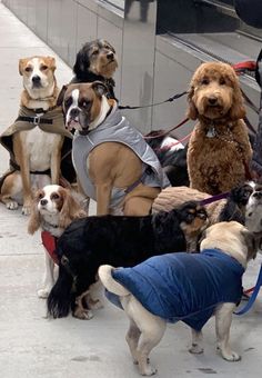 a group of dogs are tied to a bench