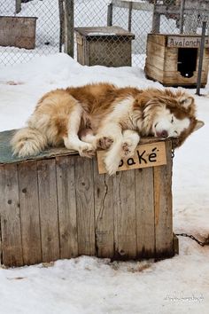 a brown and white dog laying on top of a wooden box in the middle of snow