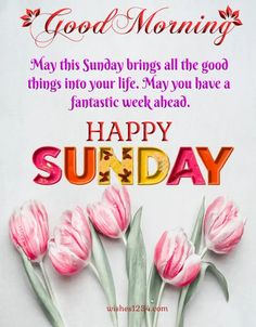 some pink tulips are in front of a white background with the words happy sunday