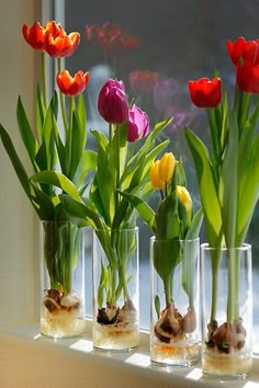 several colorful tulips in a vase on a window sill