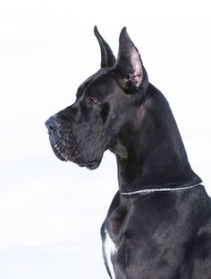 a large black dog sitting on top of a snow covered ground next to a white wall