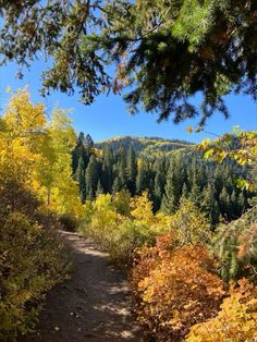 a trail in the woods with trees and leaves on it, surrounded by fall colored foliage