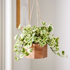 a potted plant hanging from a rope in a room with white walls and windows