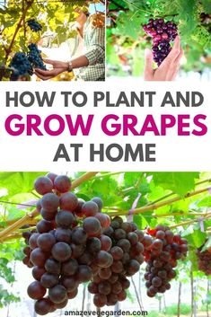 how to plant and grow grapes at home