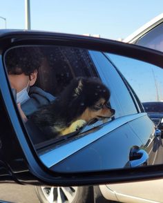 a dog sitting in the passenger seat of a car looking at it's reflection